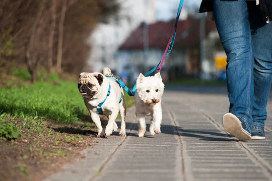 Pet Collars & Leashes