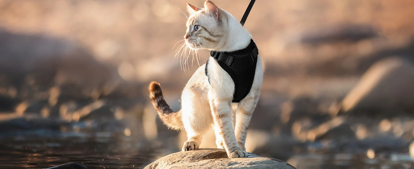 Cat Harness and Leash for Walking