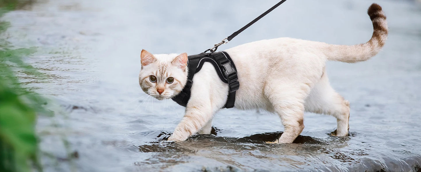 Cat Harness and Leash for Walking