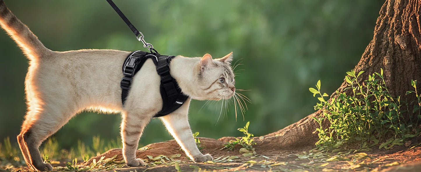 Cat Harness and Leash for Walking